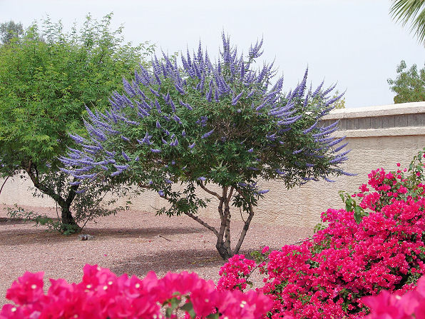 Vitex agnus castus
